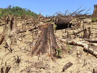 Cận cảnh 44ha rừng bị xóa sổ ở Bình Định