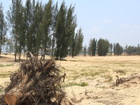 Vụ phá rừng ở Phú Yên: Thanh tra Chính phủ tiếp tục kiểm tra dự án New City