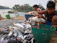 Campuchia muốn xây hồ giữ lại cá sông Mekong cho mình