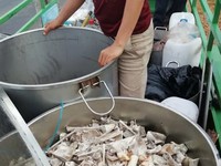 Nhóm người Việt ở Nam Phi hạ gục 40 con sư tử chỉ trong hai ngày