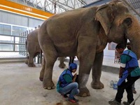 Ấn Độ mở bệnh viện đầu tiên dành cho voi