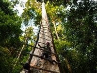 Săn mật ong trên những ngọn cây chọc trời ở Malaysia