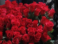 Lễ 8-3: "Chóng mặt" giá hoa hồng, 25.000 đồng một bông