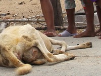 Nắng hạn, cừu Ninh Thuận chết hàng loạt