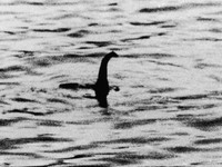 Quái vật hồ Loch Ness chỉ là một con cá da trơn cỡ lớn?