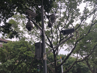 Dân Trùng Khánh sống như thế nào với 2,58 triệu camera giám sát?