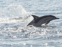 Canada cấm đánh bắt và nuôi nhốt cá voi, cá heo phục vụ giải trí