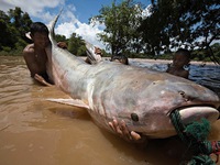 Con người sẽ không còn cơ hội thấy cá khổng lồ trên sông Mekong