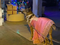 Cô chó được thay loạt "outfit hàng hiệu" cực yêu giữa trời đông
