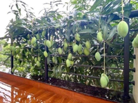 Ảnh vui 31/7: Cây xoài cạm bẫy khiến hàng xóm nhanh tay tìm rổ đựng