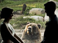 Chú gấu tỏ thái độ khi thấy cặp đôi hôn nhau