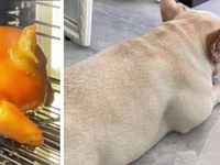 Ảnh vui 18-9: Tìm điểm khác nhau giữa hai bức hình