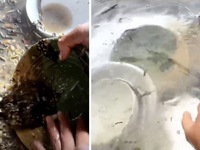 Độc lạ Trung Quốc: Lấy cám heo rửa chén thay vì xà phòng!