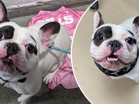 Quảng cáo chó Pug có 1-0-2 khiến người xem chẳng ai dám rước!
