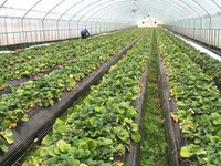 ​Cô dâu Việt vượt sóng gió đất Hàn