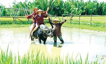 Khách Tây khoái du lịch cưỡi trâu ra đồng Khách Tây khoái du lịch cưỡi trâu ra đồng