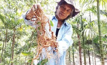 Người Cơ Tu và giấc mơ đổi đời mang tên ba kích Người Cơ Tu và giấc mơ đổi đời mang tên ba kích