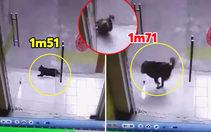 Chú chó đuổi theo 'hoàng thượng' đâm vỡ cửa kính cường lực