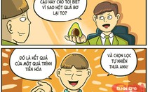 Câu hỏi tuyển dụng: Tại sao hột của trái bơ lại to?