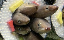 Thủy cung 'chế biến' sushi cá chình còn sống trước mặt du khách