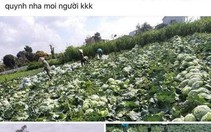 Lê Dương Bảo Lâm giải cứu 5 tấn nông sản cho người dân Hải Dương