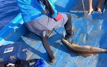 Cần thủ hú hồn khi bị cá móc lưỡi câu vào chân