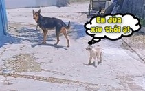 Chó con hổ báo nhưng gan chuột nhắt