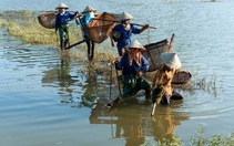 Bản sắc Việt: Đậm đà mắm tép đồng chiêm