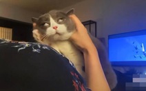 Chú mèo lé mắt khi được ngoáy tai
