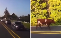 Ôtô nối đuôi nhau gần 3 km vì một con bò đi giữa đường