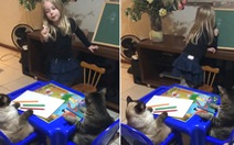 Hai chú mèo ngồi như đứa trẻ, lắng nghe bé gái giảng bài