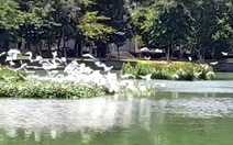 Hàng trăm con cò bay trong công viên 29-3 ở Đà Nẵng