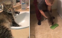 Chú mèo lì lợm đòi uống nước bằng vòi