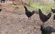 Mua online 300 gà mái con, nuôi 3 tháng biến thành gà trống