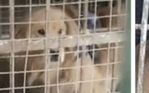 Sở thú Trung Quốc nhốt chó vào chuồng sư tử để phục vụ khách