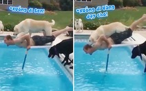 Sen bị chú chó đẩy xuống hồ bơi
