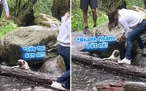 Chú chó cầu cứu chủ vì trượt chân xém rớt xuống sông