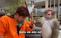 Chàng trai u đầu vì dạy khỉ cách gõ đầu