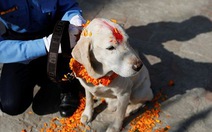 Lễ tôn vinh loài chó ở Nepal