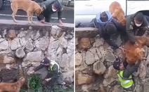 Cảnh sát giải cứu chú chó bị mắc kẹt dưới sông