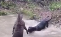 Video hài nhất tuần qua: Kangaroo dìm đầu chó hổ báo uống nước ao