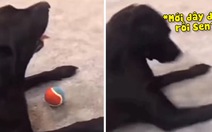 Chú chó ngơ ngác khi bị sen lấy mất đồ chơi