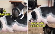 Husky bức xúc khi bị chú lợn giành chỗ ngủ