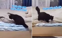Mèo mẹ chỉnh lại giường sau khi mèo con phá phách