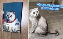 Chú mèo hoang mang khi thấy bức ảnh mình mặc áo phi hành gia