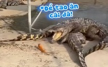 Cá sấu tức tưởi vì chưa kịp ăn đã bị đồng loại kéo xuống hồ