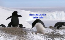 Chú chim cánh cụt lươn lẹo 'không làm muốn có ăn'