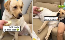 Chú chó ngất xỉu vì bị ép ăn sầu riêng