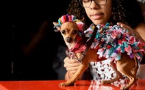 Đến El Salvador xem cún cưng diễn thời trang