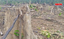 Nghệ An: Đề nghị cách chức Trưởng ban tuyên giáo huyện vì phá rừng